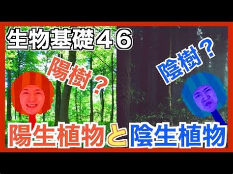 陽樹種類|陽生植物(ヨウセイショクブツ)とは？ 意味や使い方